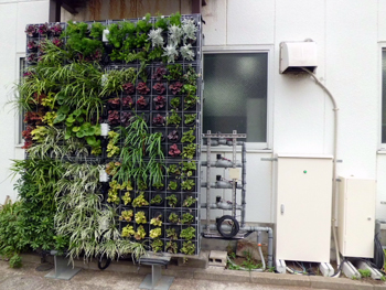 壁面緑化試験体